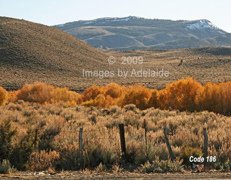 Color Close to Monitor Pass